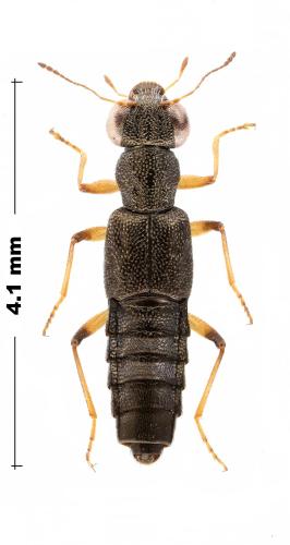 Stenus sp.